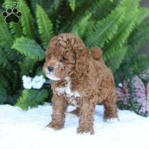 Dallas, Mini Goldendoodle Puppy
